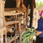 Bà Hà Thị Phán ở buôn Ea Krái, xã Dliêya, huyện Krông Năng sử dụng nguồn vốn vay ưu đãi phát triển chăn nuôi bò