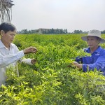 Ông Lê Bá Cao (bên phải) phát triển mô hình trồng ớt mang lại hiệu quả kinh tế cao từ nguồn vốn chính sách