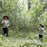 Nhiều hộ đồng bào DTTS huyện Quỳ Châu vay vốn chính sách để trồng keo, mang lại hiệu quả kinh tế cao
Ảnh: Trần Việt