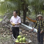 Cán bộ NHCSXH huyện Ea Súp khảo sát mô hình trồng dừa của gia đình bà Võ Thị Xê Em ở xã Ia Rvê