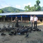Chị Phạm Thị Hương ở xã Ba Cung phát triển chăn nuôi heo từ nguồn vốn tín dụng ưu đãi