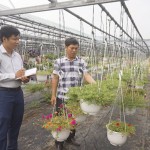 Có vốn tín dụng chính sách tiếp sức, anh Thái Văn Công ở phường Hoà Minh, quận Liên Chiểu đã xây dựng được mô hình trồng hoa treo chậu mini cho thu nhập cao