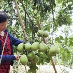 Vốn vay chính sách giúp hộ nghèo ở Thừa Thiên Huế phát triển kinh tế