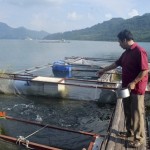 Nông dân huyện Mai Châu đầu tư mô hình nuôi cá lồng từ nguồn vốn vay NHCSXH