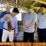 Lãnh đạo huyện Văn Yên kiểm tra mô hình nuôi dúi từ nguồn vốn NHCSXH huyện