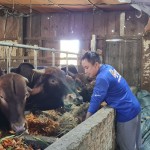 Anh Nguyễn Ngọc Khánh chăn nuôi bò thịt từ nguồn vốn ưu đãi
