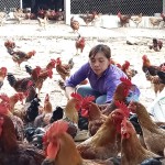 Mô hình nuôi gà lai của gia đình chị Nguyễn Thị An ở khu 1, thị trấn Thanh Thủy, huyện Thanh Thủy được đầu tư từ nguồn vốn vay hộ nghèo của NHCSXH cho hiệu quả kinh tế cao