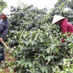 Nông dân xã Hướng Tân, huyện Hướng Hóa chăm sóc cây cà phê