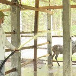 Người dân huyện Phù Cát vay vốn chính sách phát triển chăn nuôi