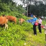 Đàn bò của gia đình bà Cao Thị Tân (bên phải) ở xã Trung Xuân, huyện Quan Sơn từ nguồn vốn ưu đãi của NHCSXH