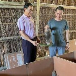 Nông dân xã Tịnh Hà, huyện Sơn Tịnh đầu tư mô hình nuôi dúi từ vốn vay chính sách