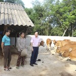 Mô hình phát triển kinh tế chăn nuôi bò, trồng keo của gia đình bà Lữ Thị Hiệu (đứng giữa) ở bản Kẻ Nính, xã Châu Hạnh