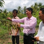 Ông Trần Thanh Bình (ngoài cùng bên trái) được vay vốn chính sách để cải tạo 12 công đất trồng lúa sang trồng vú sữa hoàng kim và sầu riêng