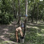 Gia đình chị Ngô Thị Nhung sử dụng vốn ưu đãi để trồng cây cao su mang lại hiệu quả kinh tế