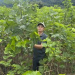 Hộ nghèo ở Lâm Đồng vay vốn trồng dâu