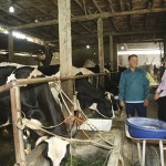 Anh Phạm Văn Giang (trái) ở thôn Ké Mới, xã Tản Lĩnh, huyện Ba Vì phát triển mô hình chăn nuôi bò sữa từ nguồn vốn ưu đãi