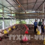 Mô hình trang trại gà thịt của chị Nguyễn Thị Lụa, thôn Tứ Thông phát triển nhờ nguồn vốn chính sách