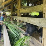 Cán bộ NHCSXH huyện Yên Sơn thăm mô hình chăn nuôi trên địa bàn huyện