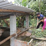 Chị Lý Thị Chi (bên phải) thôn 1A Thống Nhất, xã Yên Phú, huyện Hàm Yên vay vốn chính sách để nuôi trâu sinh sản