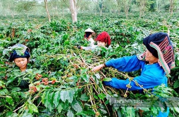 Từ nguồn vốn vay, nhiều hộ dân ở xã Ảng Nưa, đã đầu tư, phát triển, mở rộng diện tích cây cà phê, đem lại thu nhập cao cho gia đình