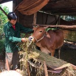 Nguồn vốn chính sách đã giúp nhiều gia đình trên địa bàn TP Pleiku vượt qua khó khăn