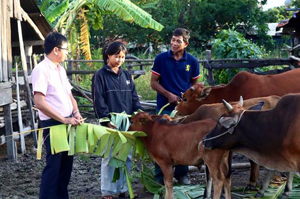 Ông Y Jim Bdap (áo xanh) phấn khởi chăm sóc đàn bò mua từ vốn vay của NHCSXH