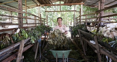 Tây Ninh: Thoát nghèo nhờ được vay vốn chính sách, nuôi dê nhốt chuồng