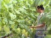 Vốn tín dụng chính sách tạo sinh kế, xây tương lai