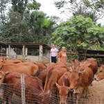 Từ 4 con bò ban đầu, chị Lô Thị Xin đã phát triển đàn bò, xây dựng nhà cửa khang trang và thoát nghèo thành công