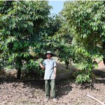 Vườn sầu riêng của gia đình anh Cao Hồng Toàn