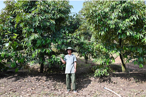 Vườn sầu riêng của gia đình anh Cao Hồng Toàn