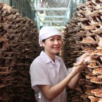 Hợp tác xã Nấm Đức Nhuận, huyện Mộ Đức cần thêm nguồn vốn chính sách để phát triển sản phẩm OCOP