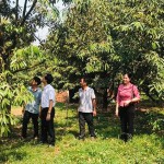 Nhiều hộ dân vay vốn chính sách phát triển hiệu quả các mô hình kinh tế