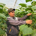 Anh Hoàng Văn Thảnh ở xã Phạm Trấn, huyện Gia Lộc được vay vốn NHCSXH đầu tư mô hình trồng dưa trong nhà màng ứng dụng công nghệ cao