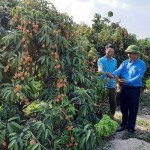 Nhờ nguồn vốn vay NHCSXH, anh Nguyễn Văn Bảy (bên trái) ở thôn 2, xã Ea Khal đã có thu nhập cao từ trồng vải