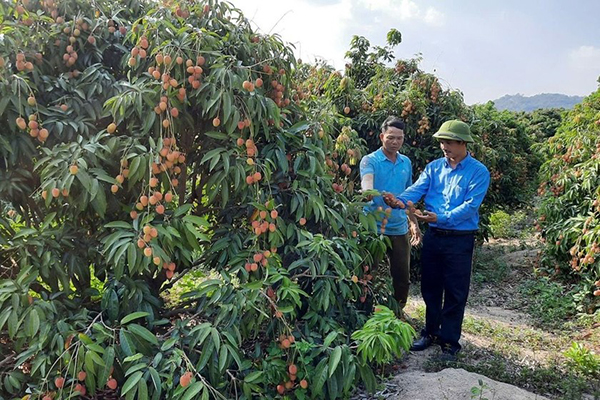 nho-nguon-von-vay-40-trieu-dong-tu-ngan-hang-csxh-anh-nguyen-van-bay-thu-2-tu-phai-qua-o-thon-2-xa-ea-khal-da-co-thu-nhap-cao-tu-trong-vai-9554-2757