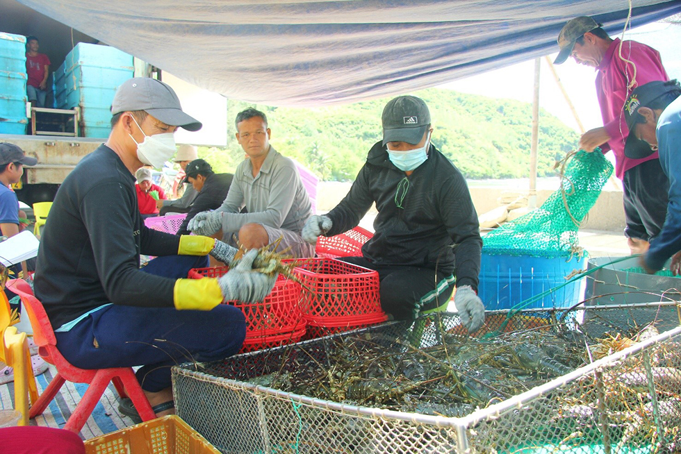 Nhiều hộ vay ở phường Sông Cầu được vay vốn hỗ trợ tạo việc làm, duy trì và mở rộng việc làm để nuôi tôm hùm, góp phần phát triển kinh tế địa phương