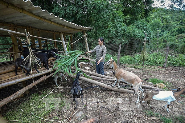103944-phu-tho-dam-bao-nguon-von-tin-dung-chinh-sach-o-cac-xa-vung-cao-kho-khan