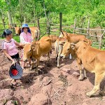 Đàn trâu từ nguồn vốn vay ưu đãi NHCSXH của gia đình vợ chồng anh Hồ Văn Thiên - Hồ Thị Nghỉ