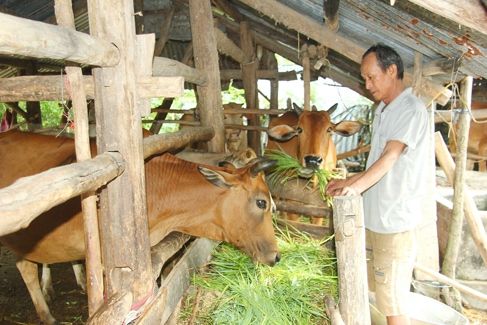 Tận dụng nguồn vốn ưu đãi, ông Trần Văn Lùn ở thôn Thạnh Lâm, xã Phú Hòa 2 đã nuôi bò, phát triển kinh tế gia đình