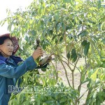 Gia đình bà Nguyễn Thị Phượng ở xã Đoàn Đào đạt nguồn thu nhập từ 350 - 500 triệu đồng/năm từ trồng nhãn lồng và vải trứng