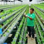 Từ nguồn vốn chính sách, nhiều hộ nghèo và các đối tượng chính sách khác có điều kiện phát triển sản xuất, kinh doanh, cải thiện cuộc sống