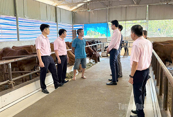 Đoàn công tác đã đi kiểm tra mô hình chăn nuôi bò sinh sản của gia đình ông Nguyễn Văn Sang