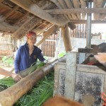 Nhờ vốn chính sách, gia đình bà Hà Thị Hiềng ở xã Mai Hạ đã đầu tư nuôi bò sinh sản, thu nhập ổn định