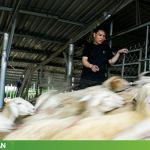 Anh Huỳnh Văn Nhớ ở xã Phước Hữu là một trong những hộ chăn nuôi cừu số lượng lớn tại khu vực xã Phước Hà