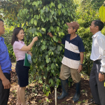 Cán bộ Phòng giao dịch NHCSXH Đak Đoa kiểm tra hiệu quả vốn vay của hộ dân trồng tiêu