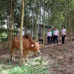 Cán bộ Phòng giao dịch NHCSXH Con Cuông thăm trang trại của anh Lô Văn Môn ở xã Chi Khê