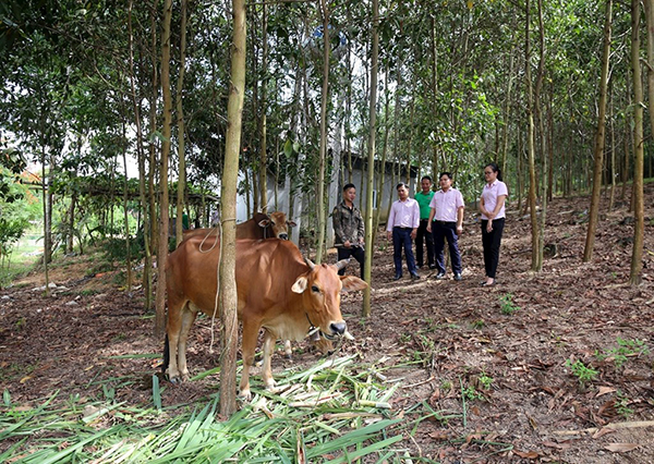 con-cuong-nghe-an-1739 con-cuong-nghe-an-1739