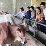 Mô hình vay vốn chăn nuôi bò ở thôn Hùng Sơn, xã Phú Trạch