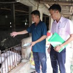 Được giải ngân 100 triệu đồng từ chương trình tín dụng chính sách cho người chấp hành xong án phạt tù, ông Phan Văn Hùng ở thôn 3, xã Tân Tiến đầu tư nuôi lợn, trồng cau, hồng xiêm... cho thu nhập ổn định